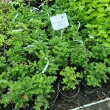Пихта корейская | Abies koreana 25-35 см (С5)