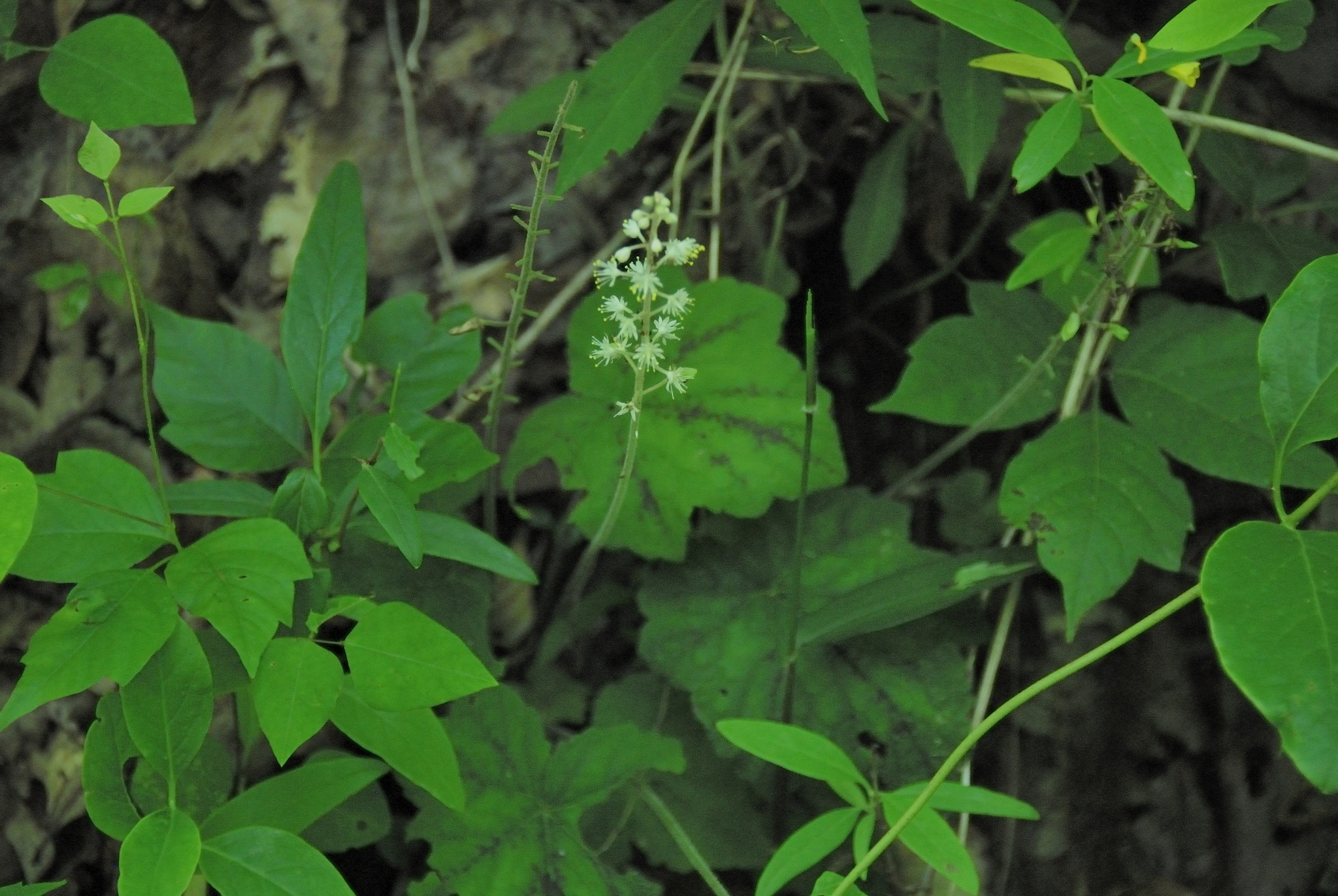 international backfill (iNaturalist): Tiarella wherryi