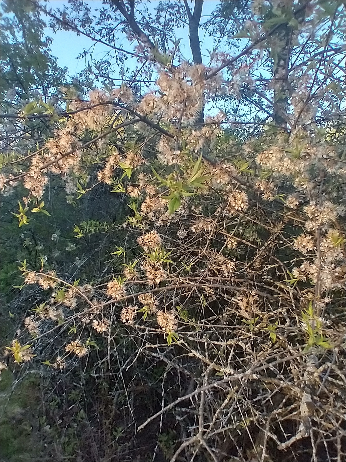 international backfill (iNaturalist): Prunus domestica