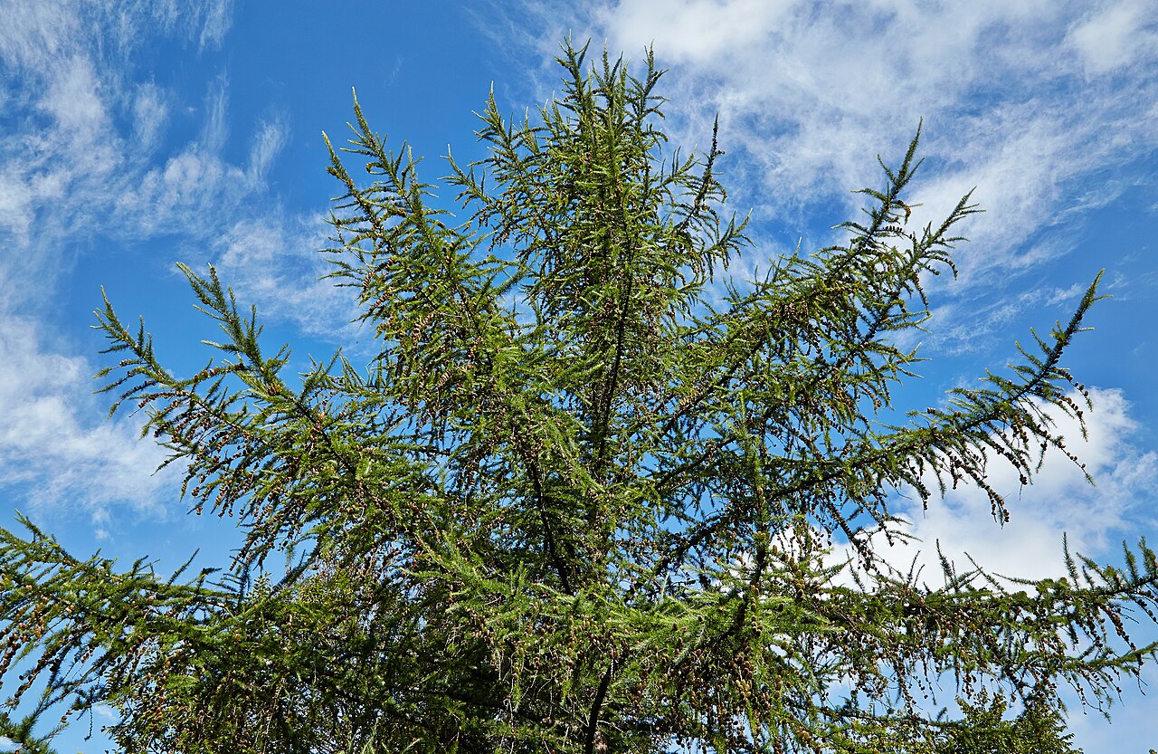 Лиственница европейская Pendula