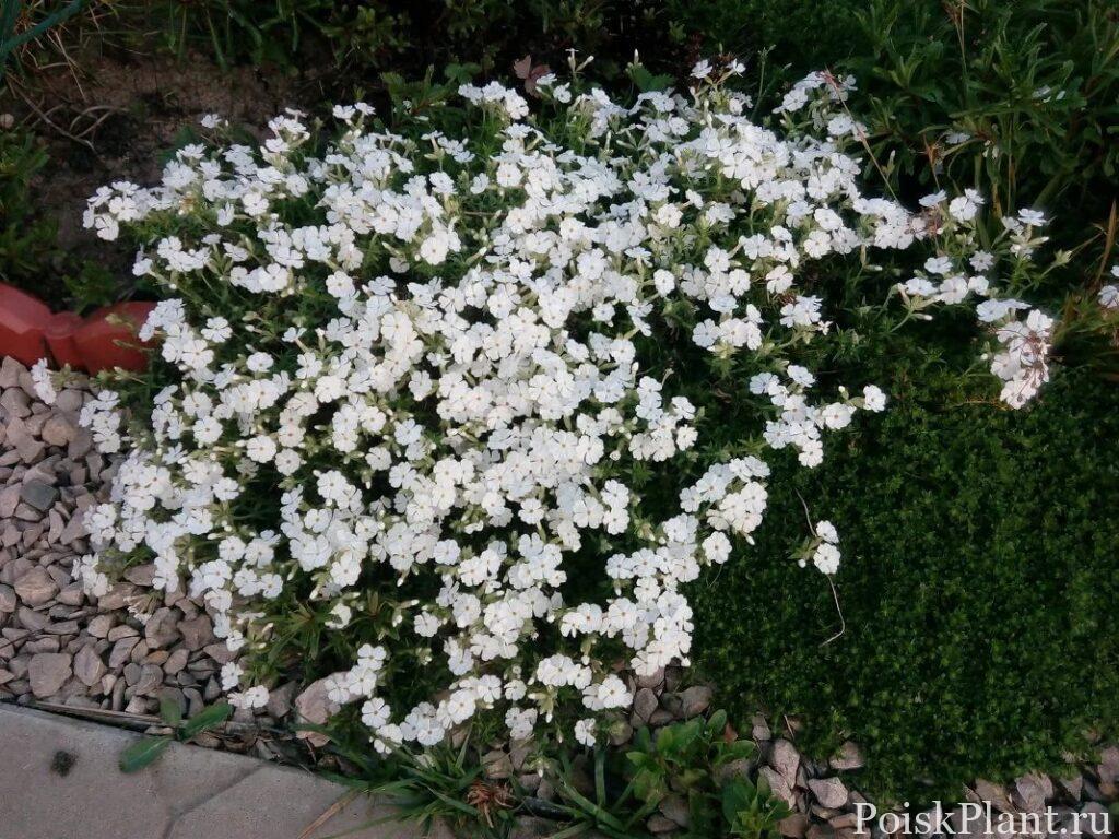 Флокс шиловидный Maischnee