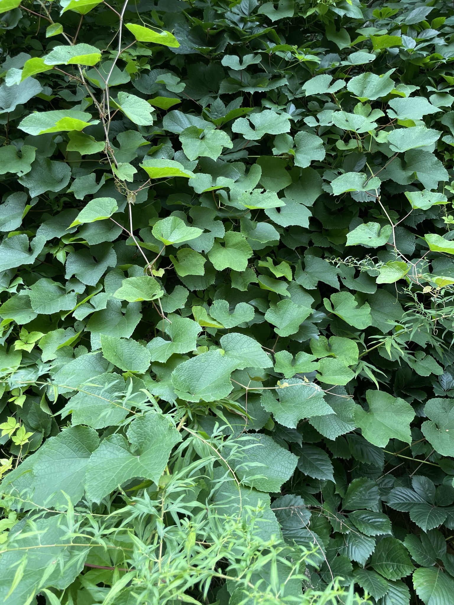 international backfill (iNaturalist): Vitis amurensis