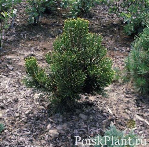 Сосна Гельдрейха Aureospicata Nana