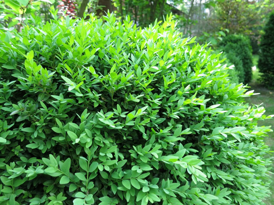Самшит вечнозеленый, Buxus sempervirens