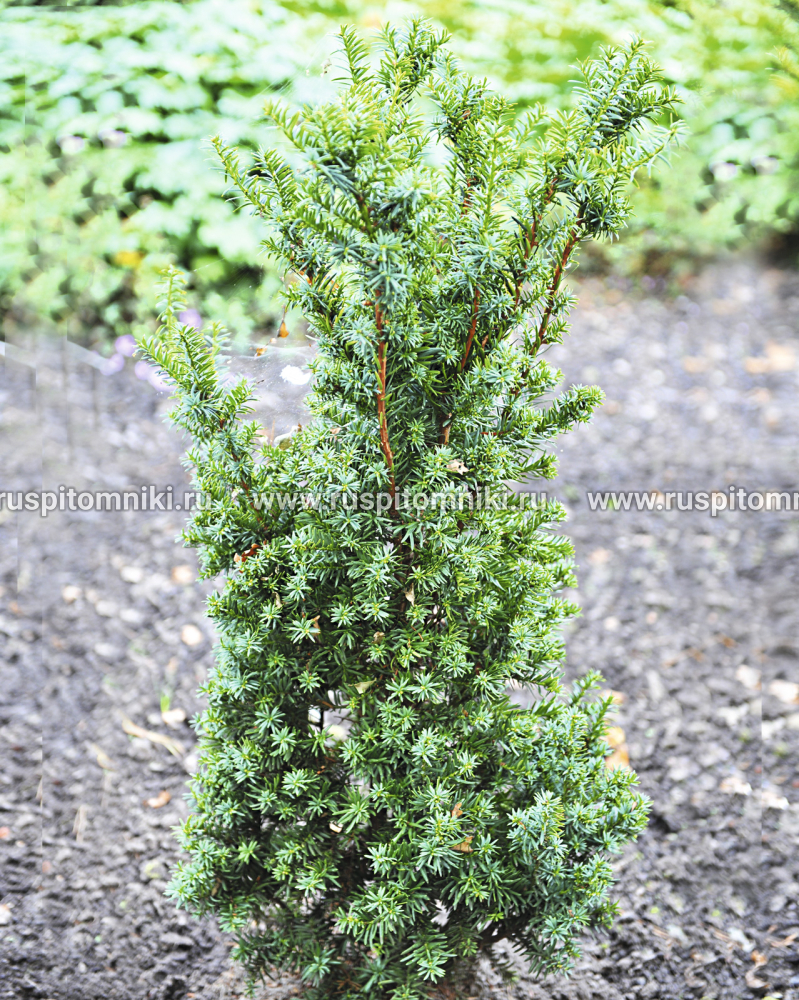 Тис остроконечный, дальневосточный Taxus cuspidata f. nana