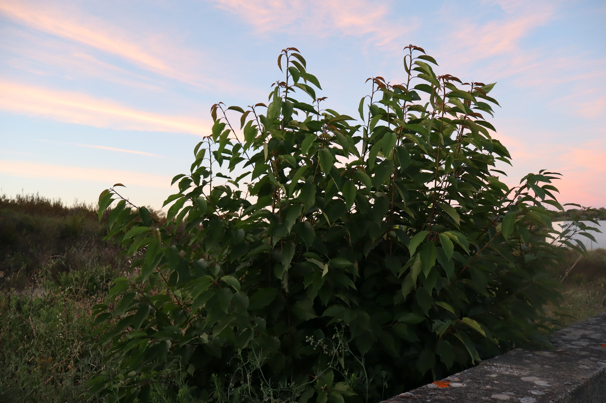 international backfill (iNaturalist): Prunus avium