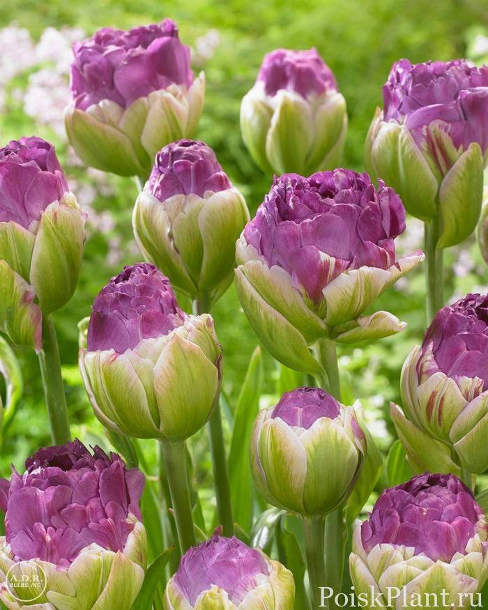 Тюльпан поздний махровый Exquisit