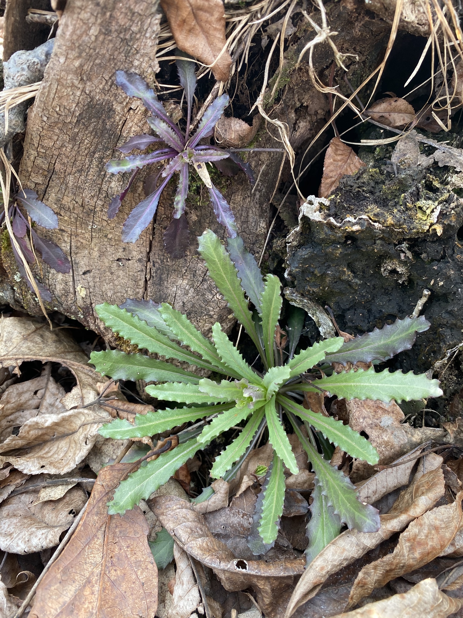 international backfill (iNaturalist): Arabis