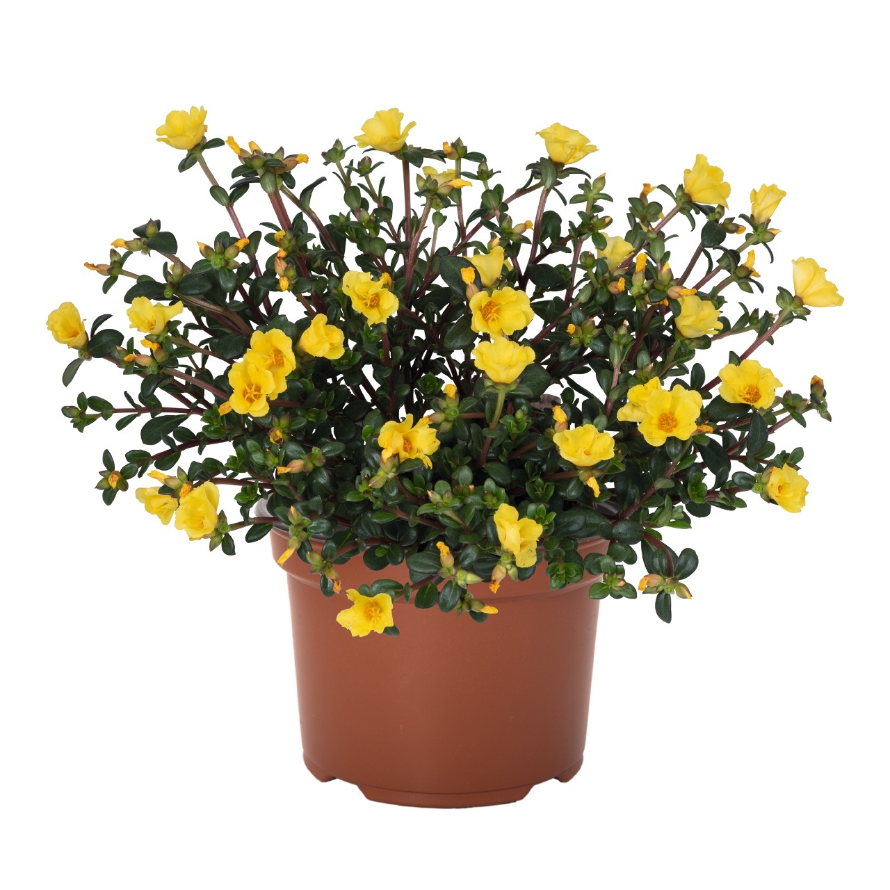 Портулак Cupcake Upright Yellow