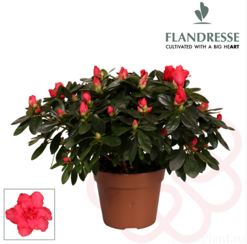 Азалия индийская Flandresse Exotic Fire
