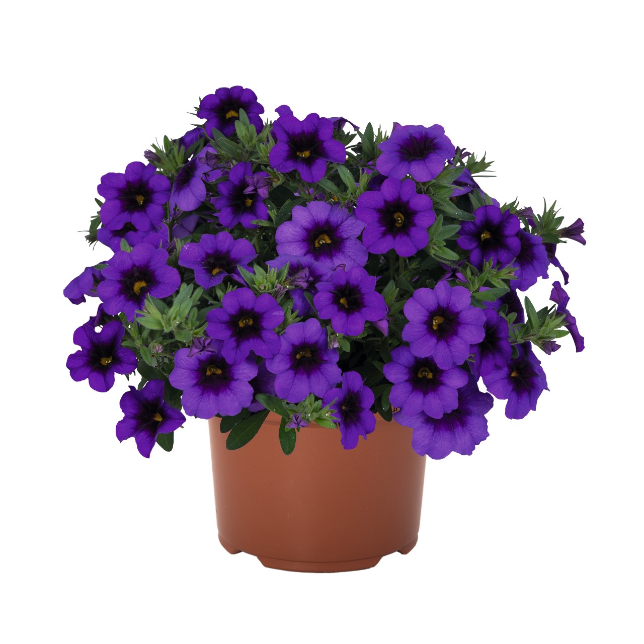 Калибрахоа Bloomtastic Purple