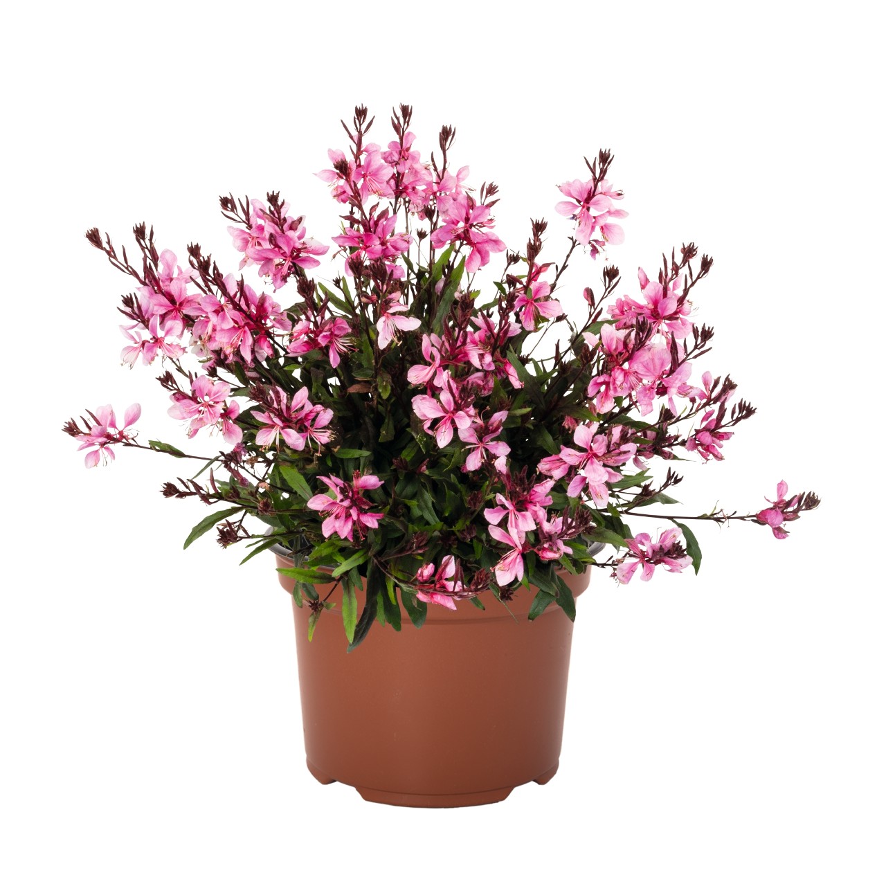 Гаура Graceful Pink