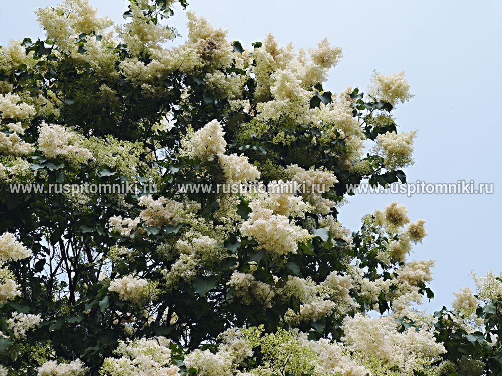 Сирень сетчатая Ivory Silk