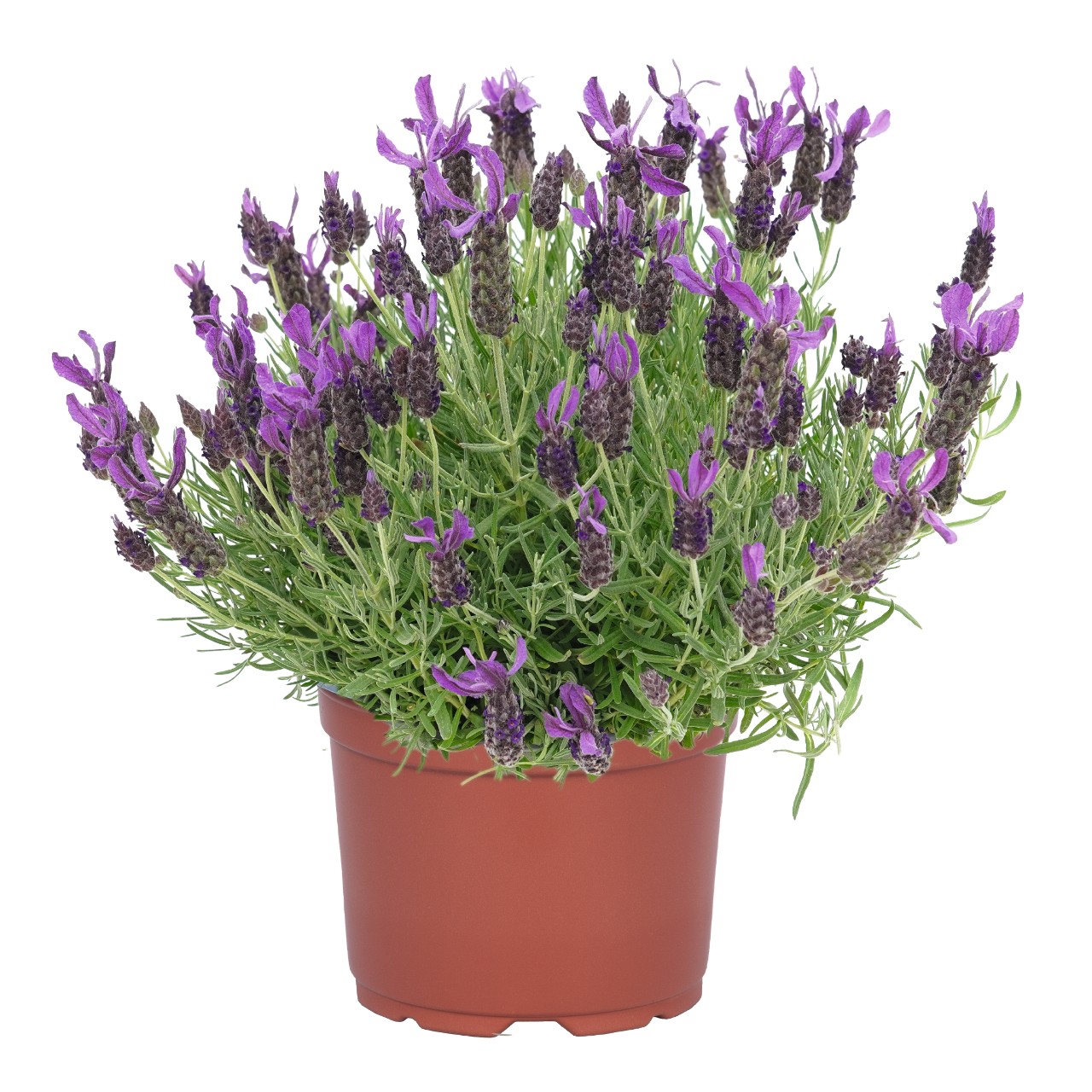 Лаванда stoechas La Diva Papillon Purple