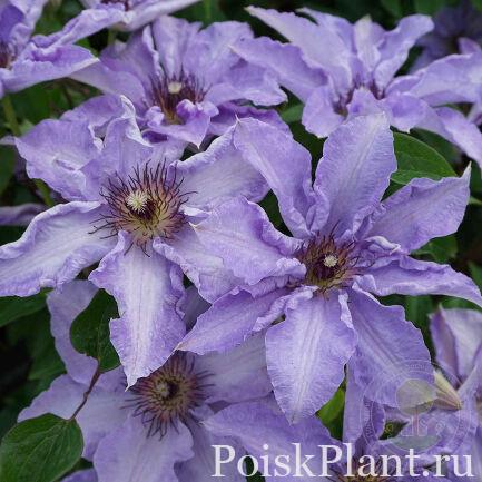 Клематис крупноцветковый Myosotis