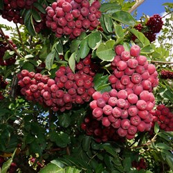 Рябина Гранатная