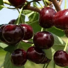 Дюк гибридный Саратовская малышка (Prunus cerasus x avium)