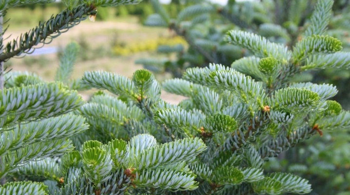 pikhta-abies-koreyskaya-v-gorshke