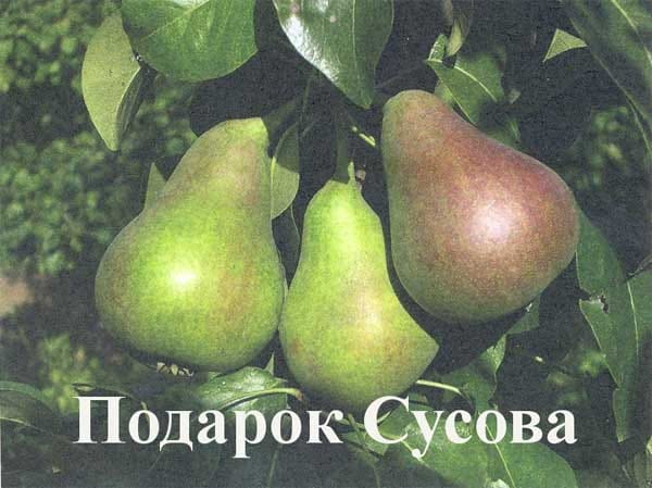 Груша Подарок Сусова