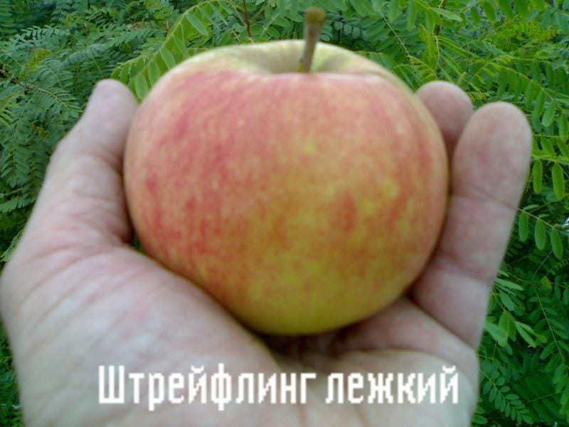 Яблоня Штрейфлинг лёжкий