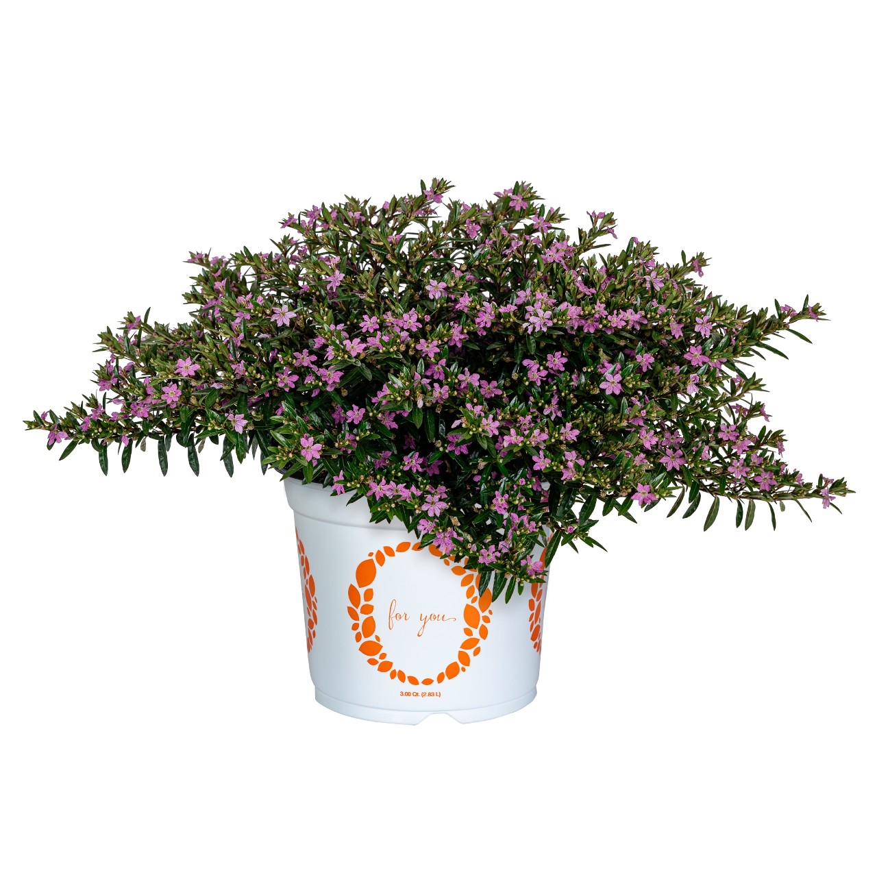 Куфея Cupheasy Lilac