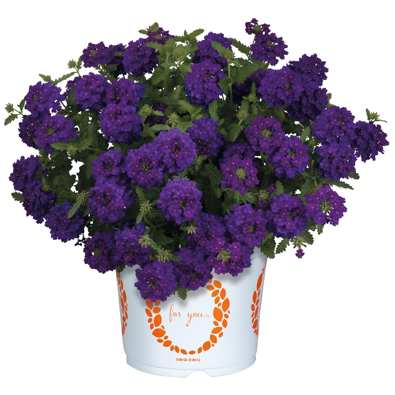 Вербена Empress Sun Violet