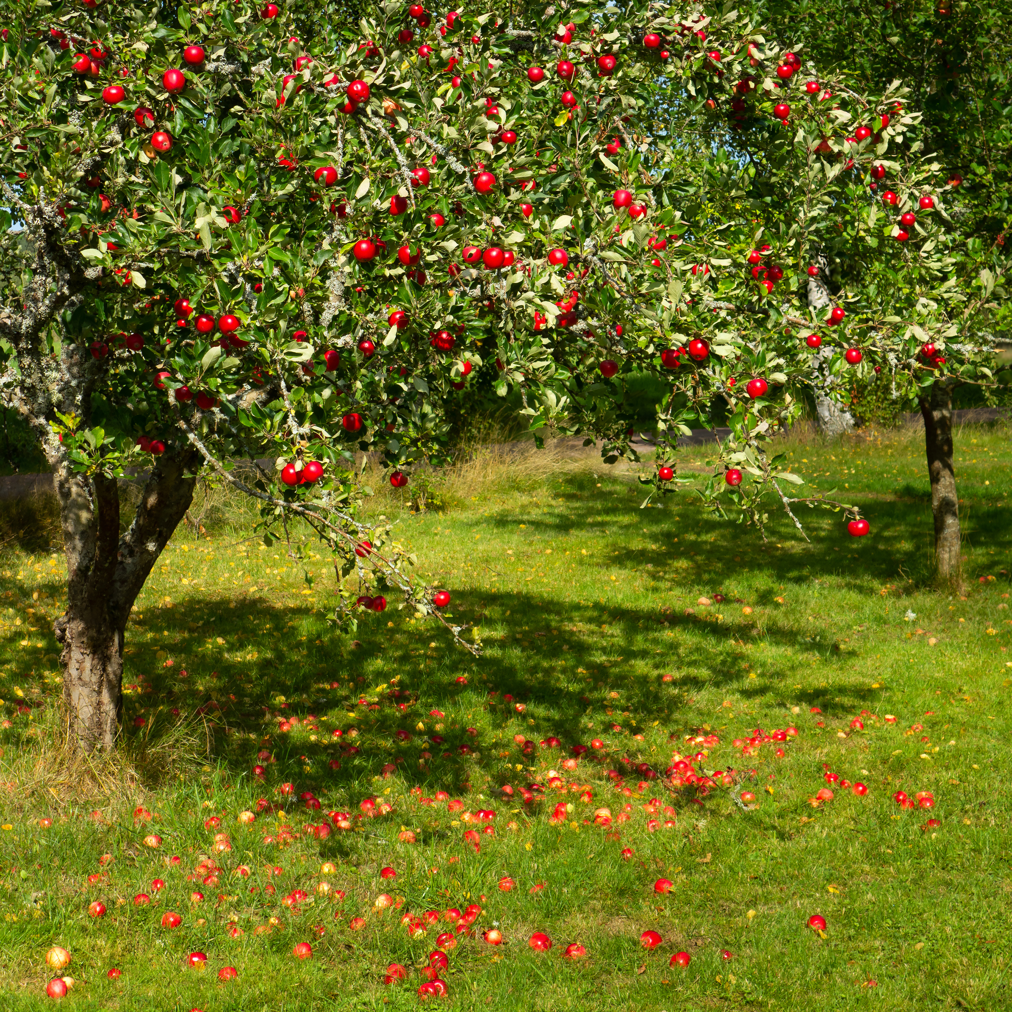 Яблоня домашняя Орлинка (Malus domestica)