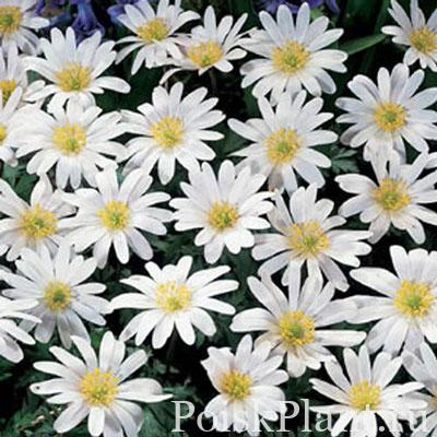 Анемона нежная White Splendour