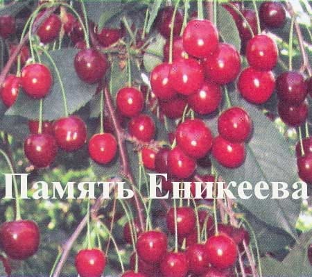 Вишня Память Еникеева