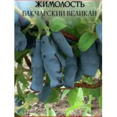 Жимолость канадская (Lonicera canadian Boreal Beast)