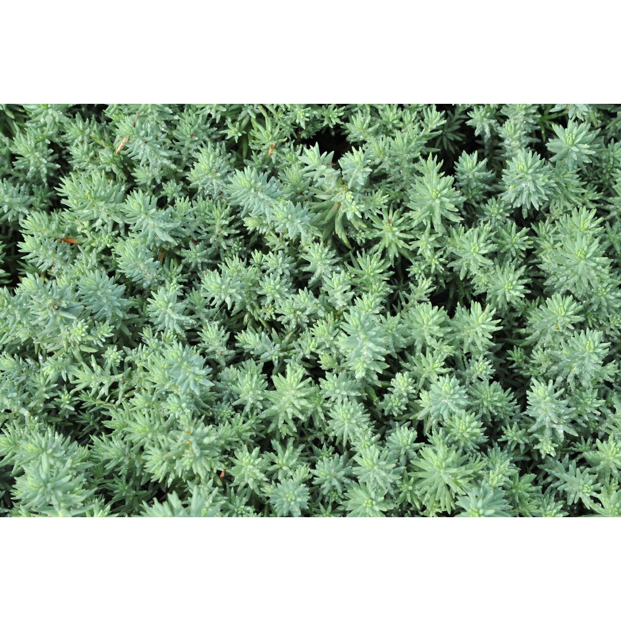 Очиток reflexum Blue Spruce