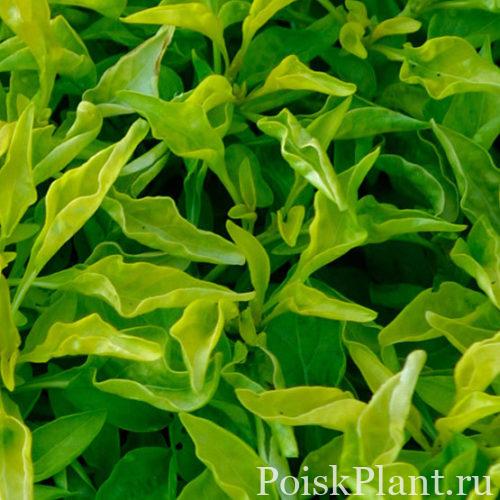 Альтернантера факоида Yellow Form