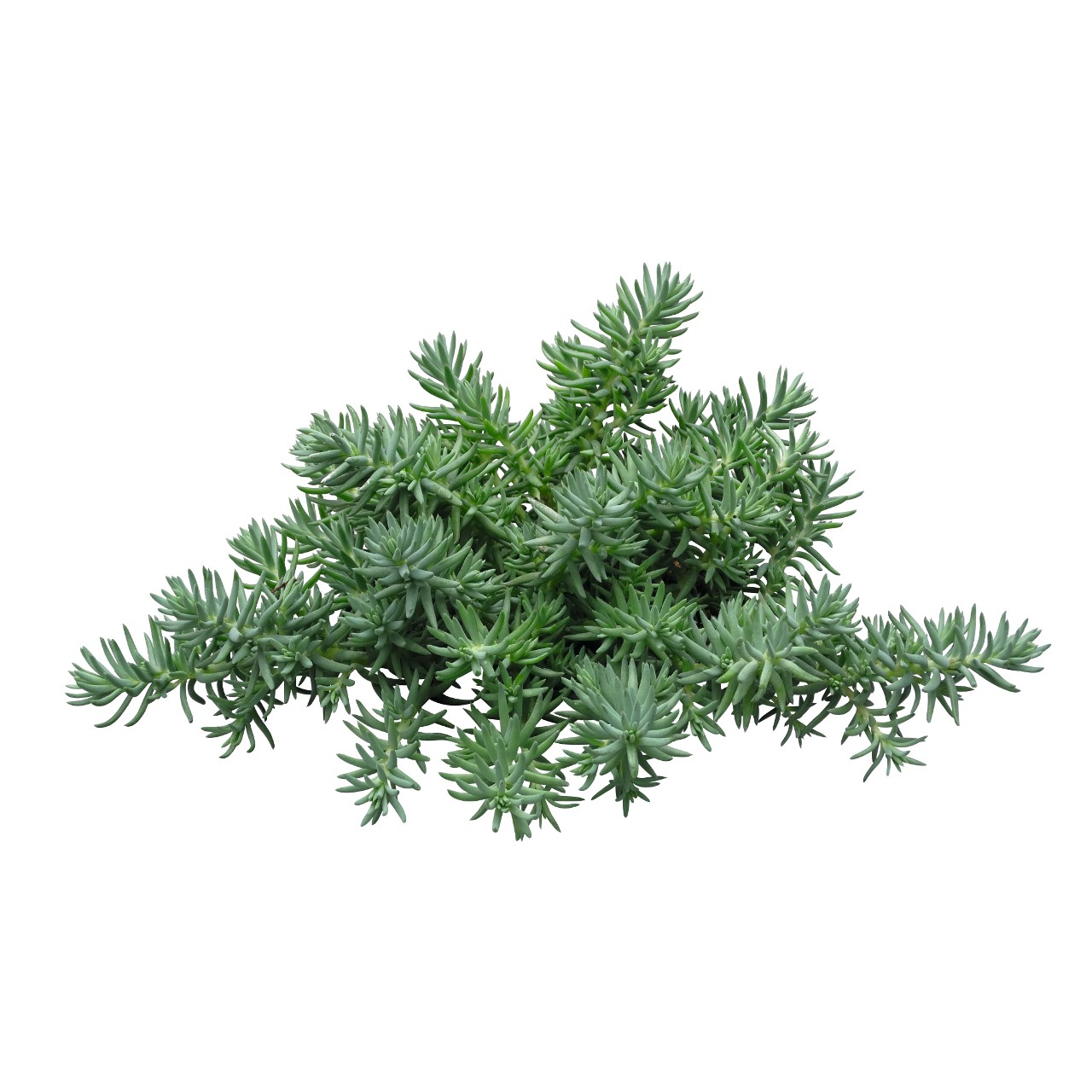Очиток reflexum Blue Spruce