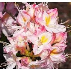 Азалия крупноцветковая (Azalea wielkokwiatowa Satomi)