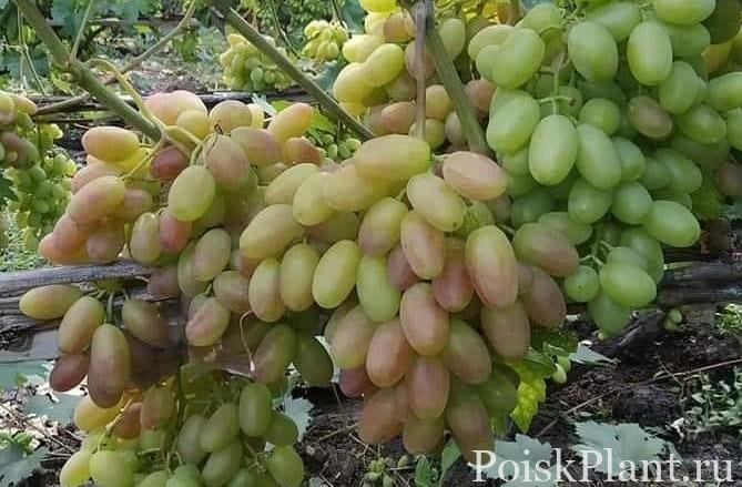 Виноград обыкновенный Памяти Атамана Платова