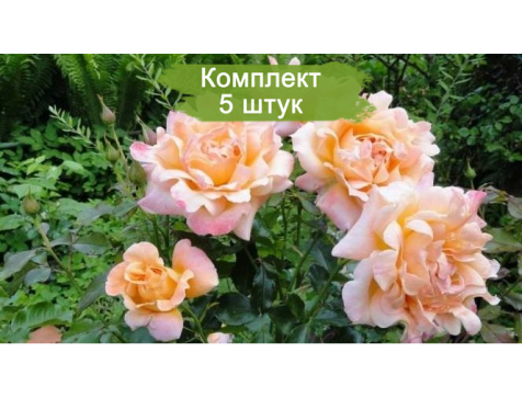 Роза Раффлс (флорибунда)
