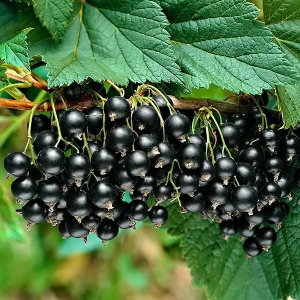 smorodina-ribes-chernaya