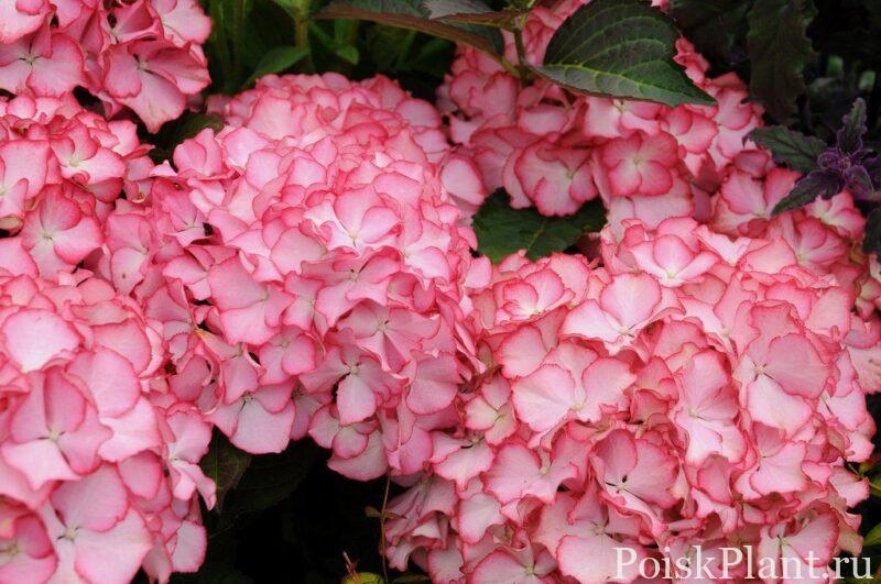 Гортензия крупнолистная Adula Pink
