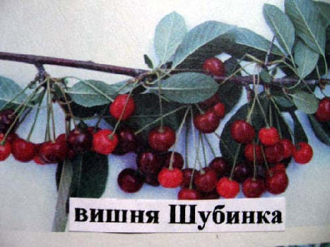 Вишня Шубинка