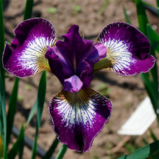 Ирис сибирский (Iris sibirica Reddy Maid)