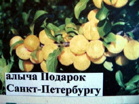 Алыча Подарок Санкт-Петербургу