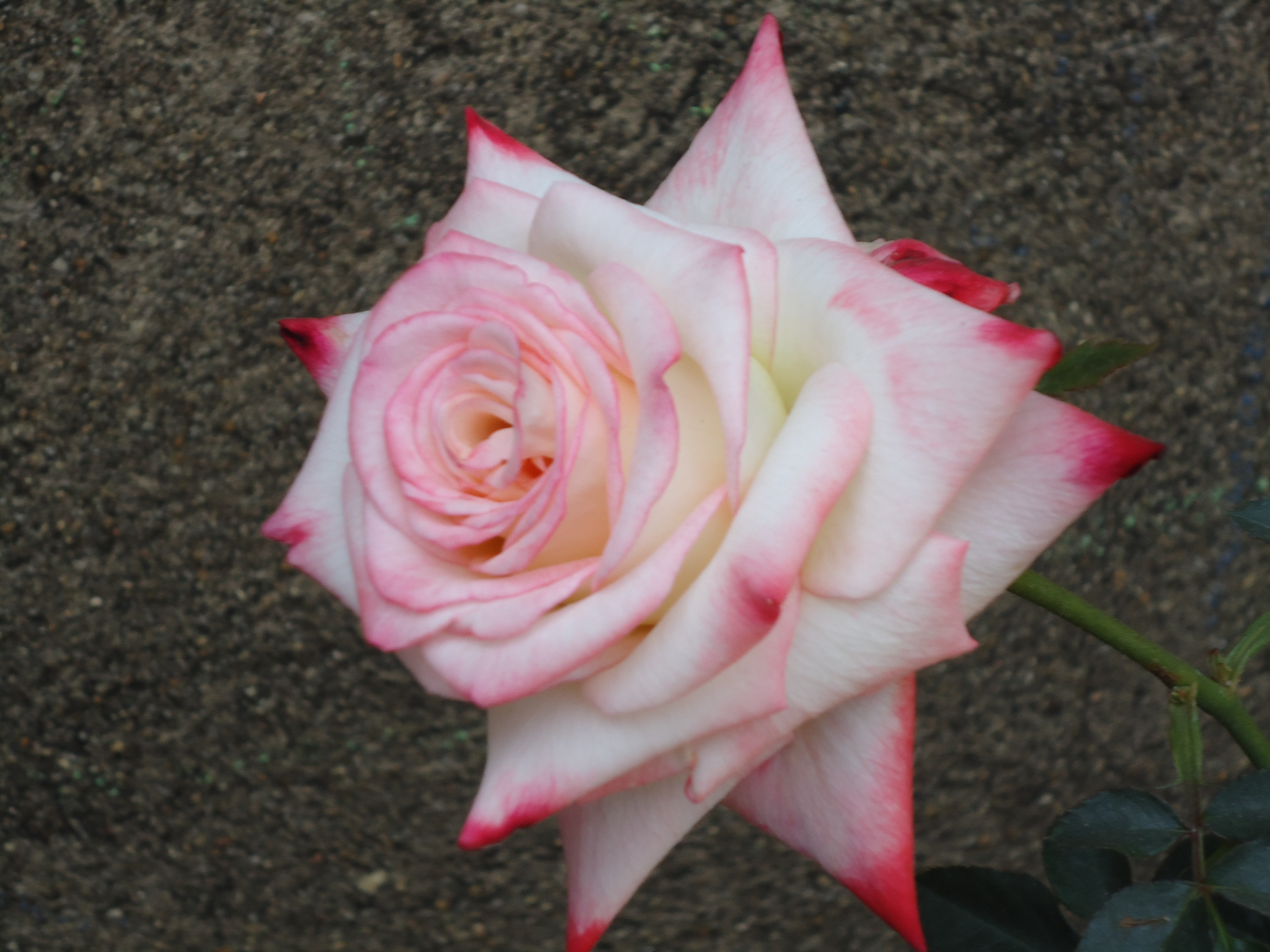 Роза чайно-гибридная (Rose hybrid tea Michelangelo)