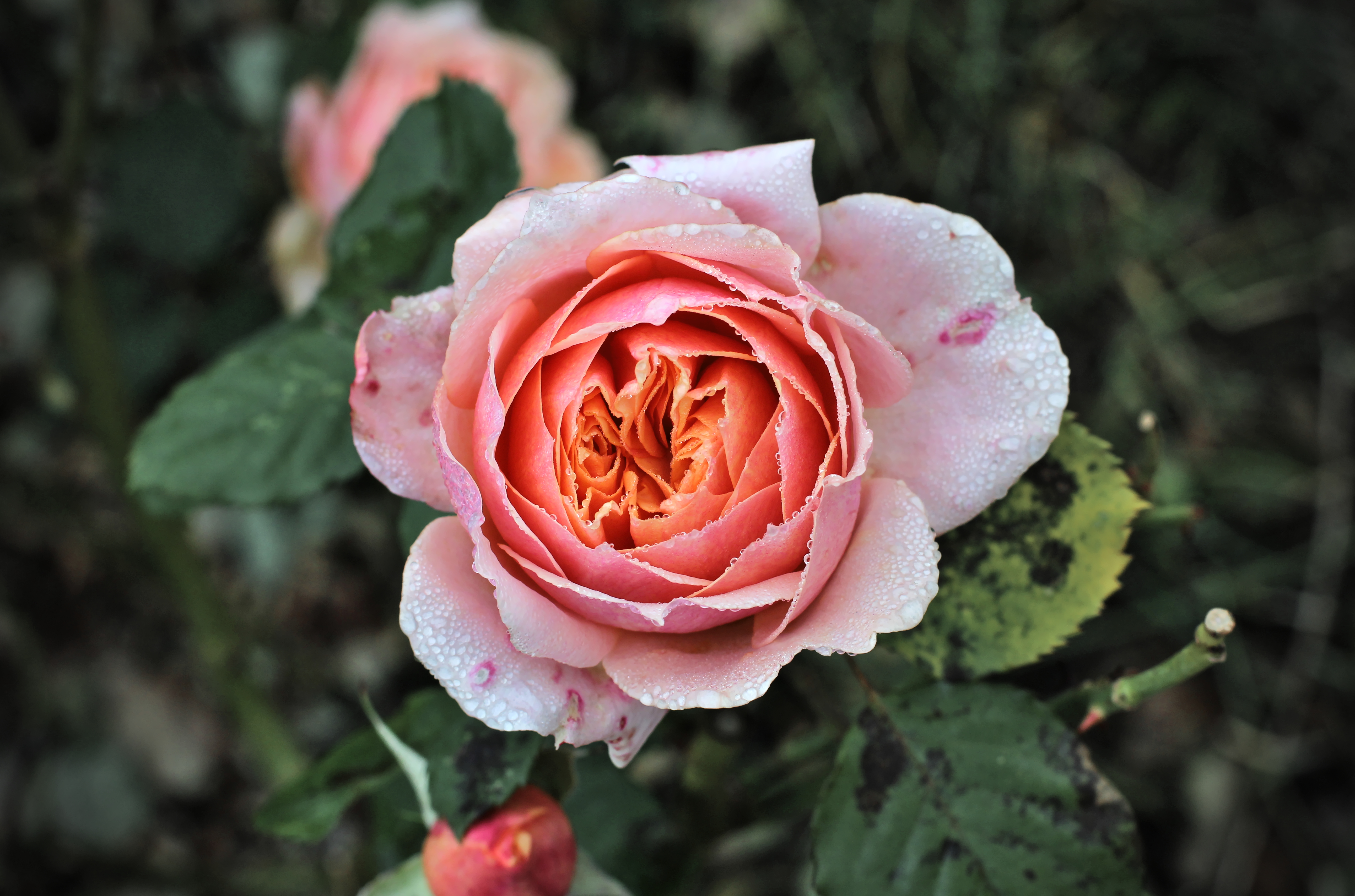 Роза в ассортименте (Rose)