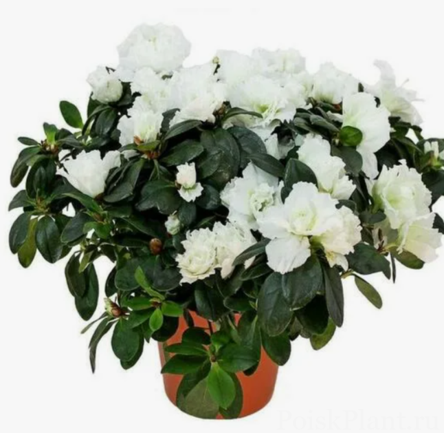 Азалия индийская Hortinno White