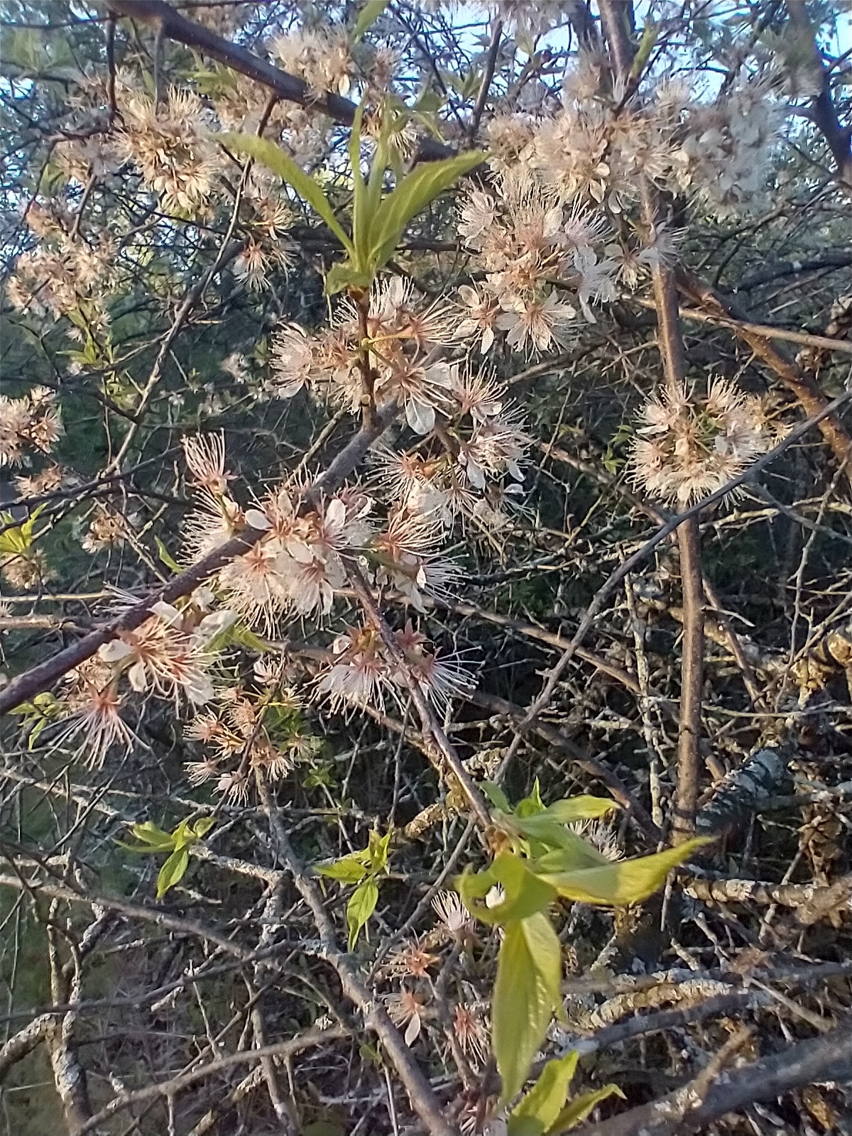 international backfill (iNaturalist): Prunus domestica