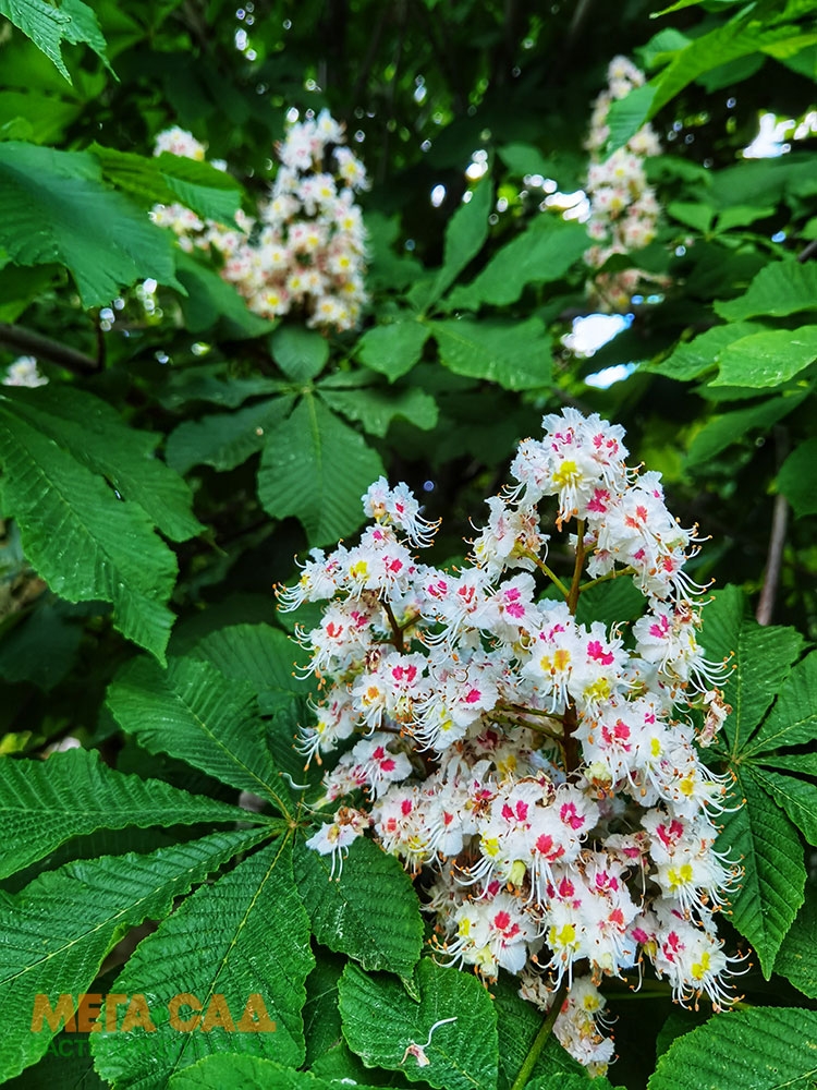 Каштан Конский