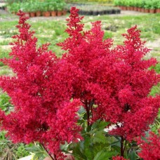 Астильба Монтгомери