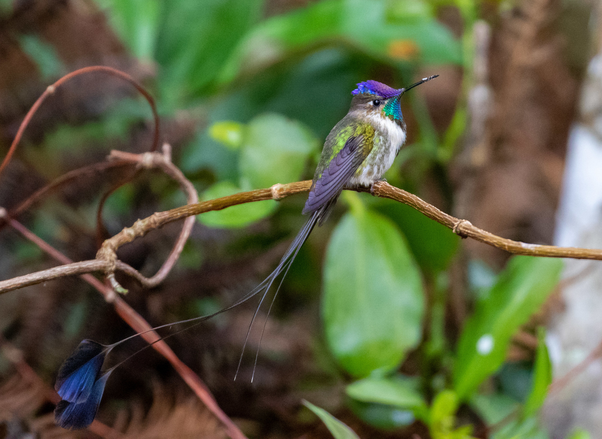 international backfill (iNaturalist):  Admiral 