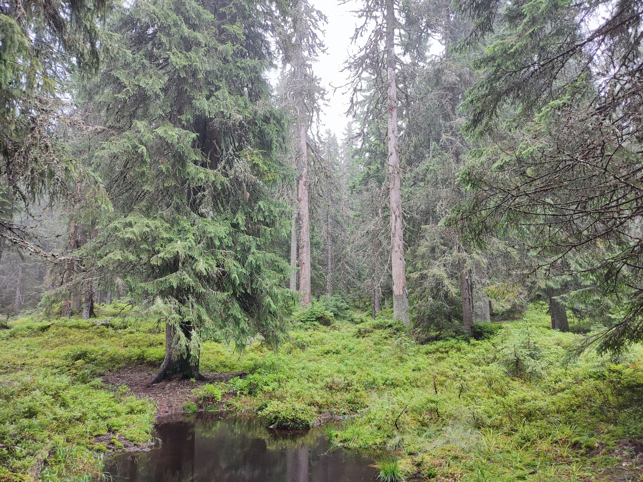 international backfill (iNaturalist): Picea abies