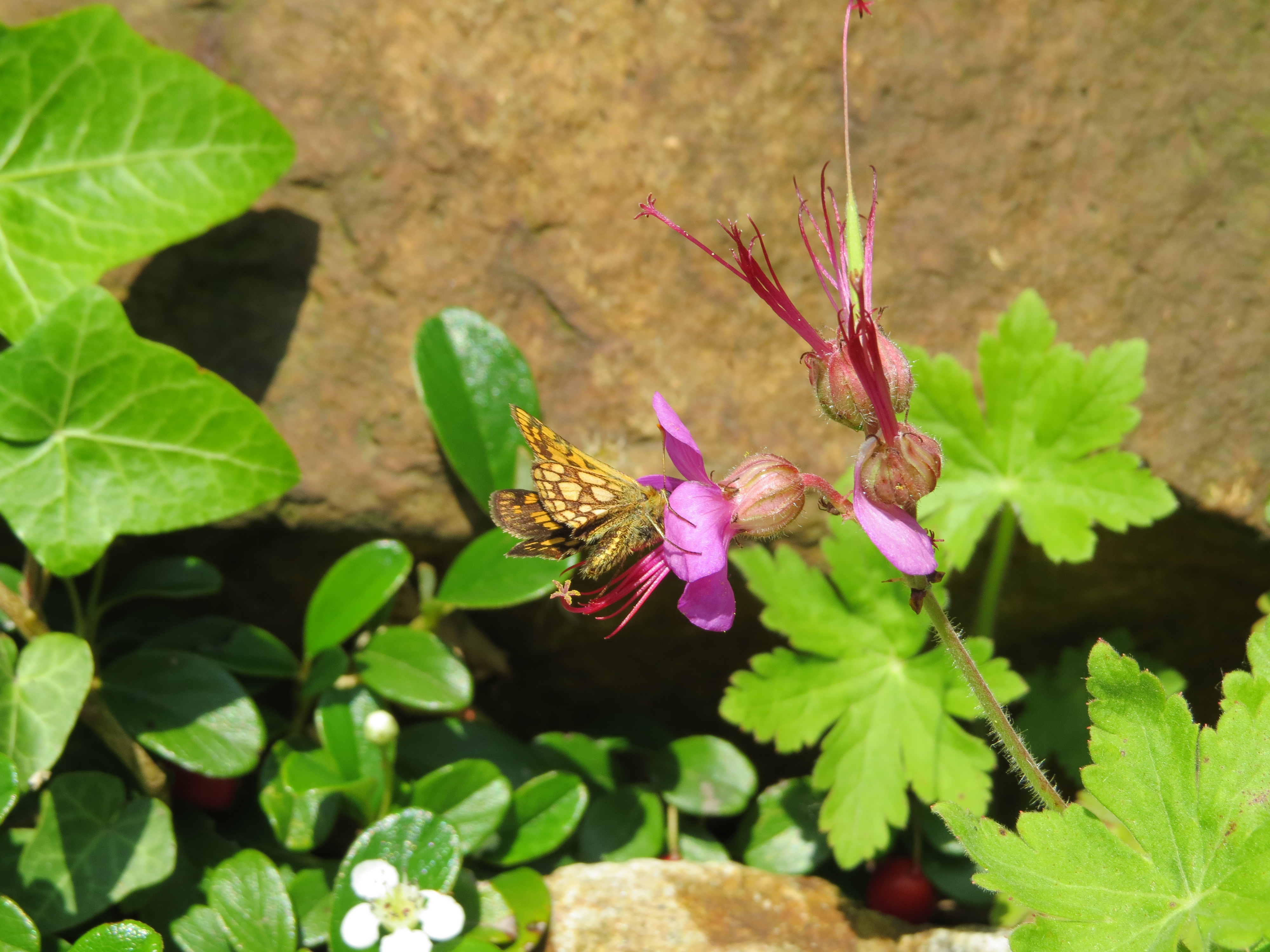 Герань крупнокорневищная (Geranium macrorrhizum)